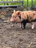 Gothinger biggen, Dieren en Toebehoren, Schapen, Geiten en Varkens, Meerdere dieren, Geit