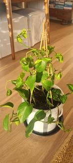 Epipremnum Scindapsus met rek 70 cm kamerplant, Huis en Inrichting, Kamerplanten, Ophalen, Overige soorten, Halfschaduw, Minder dan 100 cm
