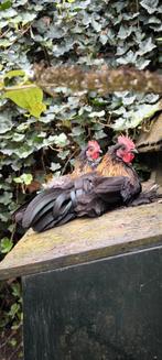 Prachtige jonge sabelpoot krielkip haantjes, Dieren en Toebehoren, Pluimvee, Mannelijk, Kip