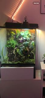 Loui de winmper gecko, Dieren en Toebehoren, Hagedis, Tam, 0 tot 2 jaar
