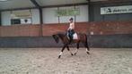 Knappe 7 jarige  E pony ruin, Dieren en Toebehoren, B, Ruin, 7 tot 10 jaar, Gechipt