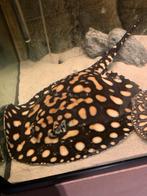 Potamotrygon black diamond roggen, Dieren en Toebehoren, Vissen | Aquariumvissen, Vis, Zoetwatervis, Schoolvis