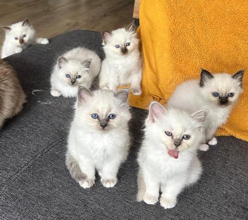 Heilige Birmaan met stamboom, Dieren en Toebehoren, Katten en Kittens | Raskatten | Langhaar, Meerdere dieren, Gechipt