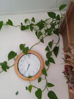 Epipremnum aureum stekjes, Huis en Inrichting, Kamerplanten, Ophalen of Verzenden, Overige soorten, Minder dan 100 cm