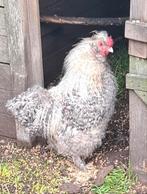Kippenopvag zoekt mooie plek voor zijdehoenderhaan Scooter!, Dieren en Toebehoren, Pluimvee, Mannelijk, Kip