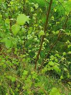 Berken boompjes, Tuin en Terras, Planten | Bomen, Ophalen