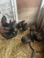 6 Barnevelder krielkipjes + haantje, Dieren en Toebehoren, Vrouwelijk, Kip