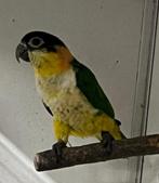 Pallida of Bleke Caique, Dieren en Toebehoren, Vrouwelijk, Papegaai, Geringd
