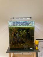 Nanocube Dennerle aquarium met filter en verwarming, Dieren en Toebehoren, Vissen | Aquaria en Toebehoren, Ophalen of Verzenden