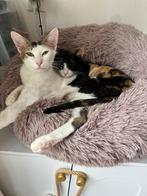 Kattenmaatjes zoeken gouden mandje, Dieren en Toebehoren, Katten en Kittens | Dekkaters, 0 tot 2 jaar