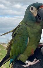 VERMIST !!! Papegaai, Dieren en Toebehoren, Vogels | Parkieten en Papegaaien, Papegaai, Mannelijk, Geringd