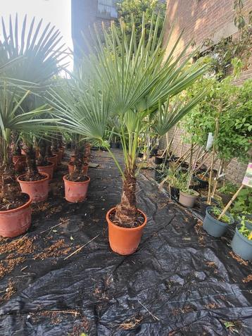 Trachycarpus fortunai winterharde palmbomen  beschikbaar voor biedingen