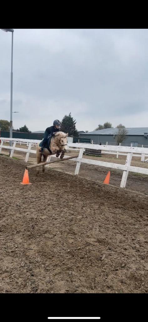 Verzorg pony gezocht!!!, Dieren en Toebehoren, Paarden en Pony's | Verzorgingsproducten, Ophalen of Verzenden