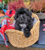 Leuke boomer pups te koop!, Parvo, Overige rassen, 8 tot 15 weken, Meerdere