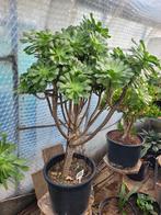 Aeonium Arboreum groot, Ophalen, Volle zon, Overige soorten