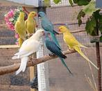 Halsband parkiet, Dieren en Toebehoren, Vogels | Parkieten en Papegaaien, Meerdere dieren, Parkiet
