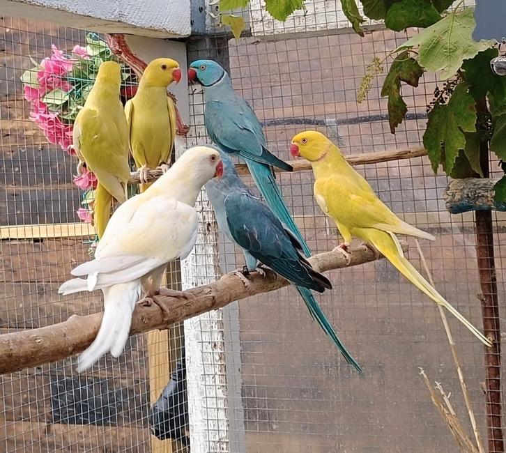 Halsband parkiet, Dieren en Toebehoren, Vogels | Parkieten en Papegaaien, Parkiet, Meerdere dieren