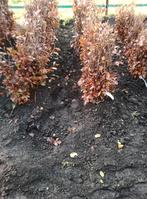 fagus , beukenhaag, haagbeuk bladhoudend, Tuin en Terras, Planten | Struiken en Hagen, Ophalen, Beukenhaag, Haag, 100 tot 250 cm
