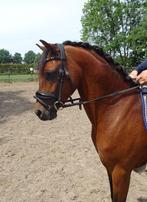 Super brave kinderpony, Dieren en Toebehoren, Ruin, Dressuurpony, Niet van toepassing, 3 tot 6 jaar