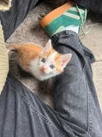 Kitten, Dieren en Toebehoren, Katten en Kittens | Overige Katten, Meerdere dieren