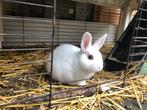 Voedster konijn 8 weken, Dieren en Toebehoren, Konijnen, Vrouwelijk, Middelgroot, 0 tot 2 jaar