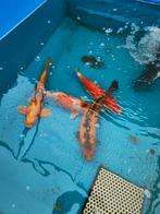 Koi 35 tot 40 cm 225 pst desgewenst bezorgd aan huis, Karper of Koi