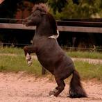 Land gezocht voor uniek paarden project, wie denkt er mee?, Dieren en Toebehoren, Stalling en Weidegang, Weidegang, 2 of 3 paarden of pony's