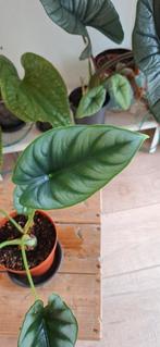 Alocasia Reversa, Overige soorten, In pot, Minder dan 100 cm, Groene kamerplant