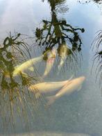 7 grote Koi karpers, Karper of Koi