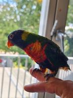 8 vogels te koop (De prijs is bespreekbaar
), Dieren en Toebehoren