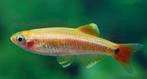 Chinese Danio Gold - Koidream Valburg, Dieren en Toebehoren, Vissen | Aquariumvissen, Vis, Zoetwatervis