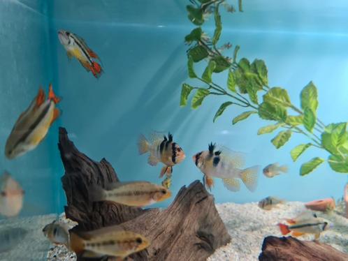 Microgeophagus Ramirezi, antennebaarsje, dwergcichliden, Dieren en Toebehoren, Vissen | Aquariumvissen, Zoetwatervis, Vis
