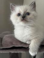 Ragdoll super knap kittens 100% ragdoll ️, Dieren en Toebehoren, Katten en Kittens | Raskatten | Langhaar, Meerdere dieren, Ontwormd