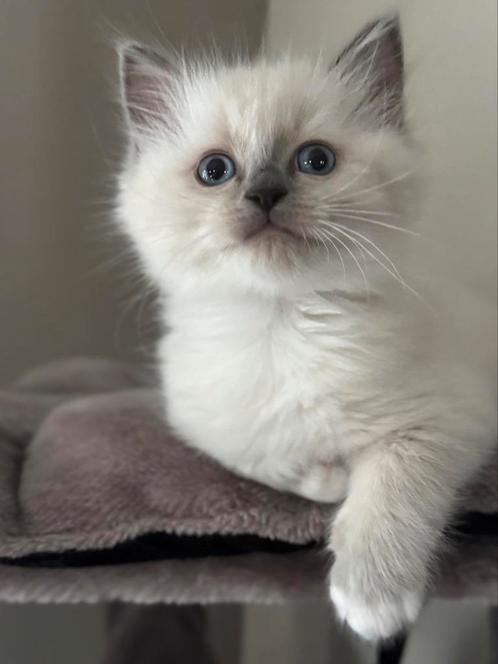 Ragdoll super knap kittens 100% ragdoll ️, Dieren en Toebehoren, Katten en Kittens | Raskatten | Langhaar, Meerdere dieren, 0 tot 2 jaar