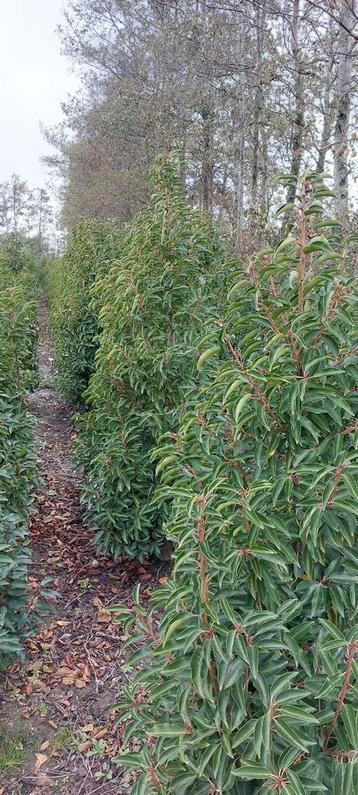 Prunus lusitanica Portugese laurier  beschikbaar voor biedingen
