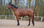 Bomproof 10-jarige ruin, Dieren en Toebehoren, Paarden, Gechipt, Ruin, 170 tot 175 cm, 7 tot 10 jaar