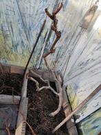 Witte druif, Ophalen of Verzenden, Volle zon, Overige soorten, 100 tot 250 cm