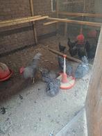 Amrock groot kippen te koop, Meerdere dieren, Kip