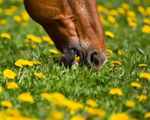 Weiland gezocht omgeving Hengelo/Enschede/Delden etc, Dieren en Toebehoren, Stalling en Weidegang