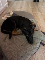 Duitse herder ( teefje) 4 maandjes, Nederland, Teef, Eén hond, Fokker | Professioneel