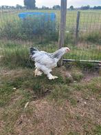 Brahma Haan Groot Ras, Dieren en Toebehoren, Pluimvee, Mannelijk, Kip