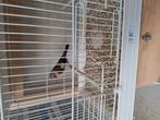 1 jonge majoor putter wildkleur, Dieren en Toebehoren, Vogels | Overige Vogels, Meerdere dieren, Wildzangvogel, Geringd