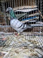 Nederlandse schoonheidspostduiven, Meerdere dieren, Postduif