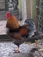 Wyandotte haan, Dieren en Toebehoren, Mannelijk, Kip