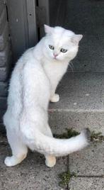 Britse korthaar dekkater Silver shaded (ervaring), Dieren en Toebehoren, Katten en Kittens | Dekkaters