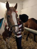 lieve en betrouwbare verzorger aangeboden., Ophalen of Verzenden