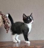 Lieve kittens zoeken nieuw warm nestje, Dieren en Toebehoren, Katten en Kittens | Overige Katten, Meerdere dieren