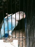 Leuke speelse agapornis fisheri x personata blauw, Dieren en Toebehoren, Vogels | Parkieten en Papegaaien, Mannelijk, Dwergpapegaai of Agapornis