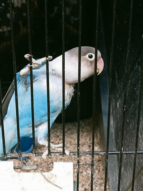 Leuke speelse agapornis fisheri x personata blauw, Dieren en Toebehoren, Vogels | Parkieten en Papegaaien, Dwergpapegaai of Agapornis