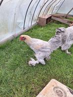 Isabelpatrijs brahma haan uit 2025, Dieren en Toebehoren, Mannelijk, Kip